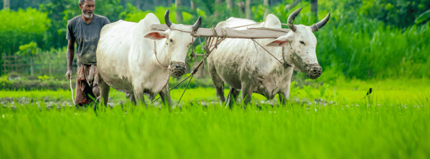 Overview of Bangladesh's Agricultural Sector